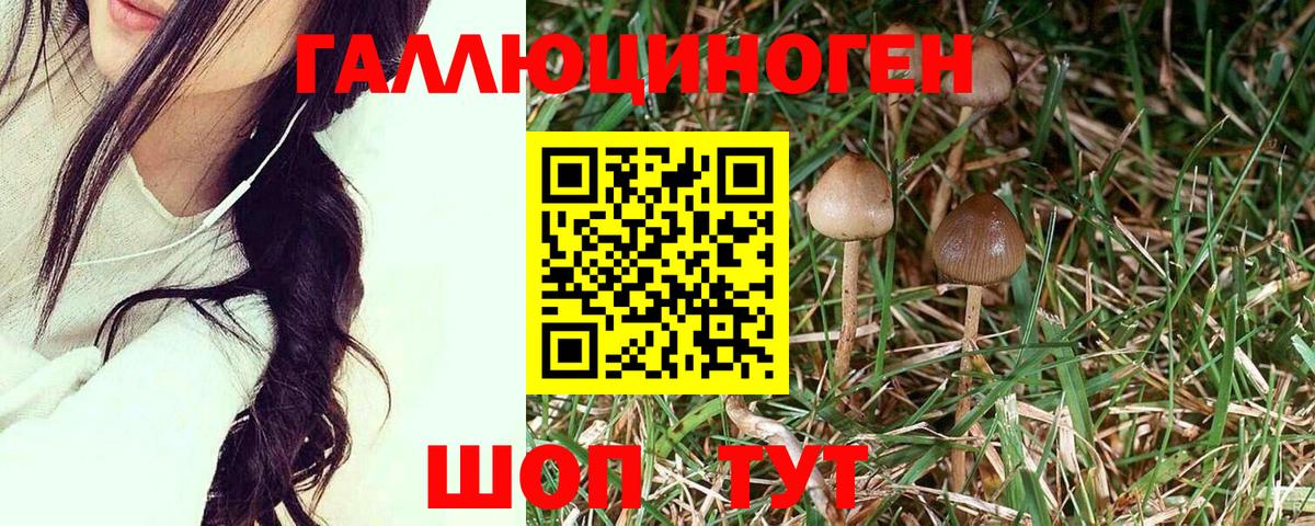 Галлюциногенные грибы Psilocybe Коломна